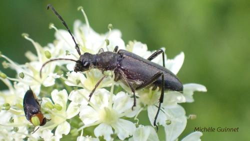 Anastrangalia dubia